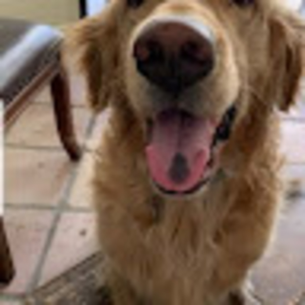 Meet your Posher, Bagel